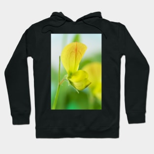 Lathyrus chloranthus  Yellow sweet pea Hoodie